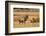 Wyoming, Yellowstone National Park, Bull Elk Bugling and Scenting During Rut-Elizabeth Boehm-Framed Photographic Print