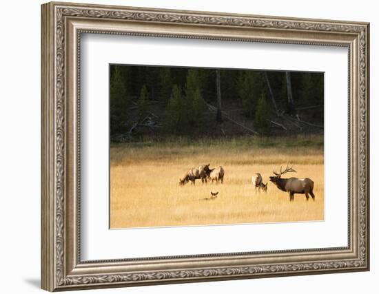 Wyoming, Yellowstone National Park, Bull Elk Bugling-Patrick J. Wall-Framed Photographic Print