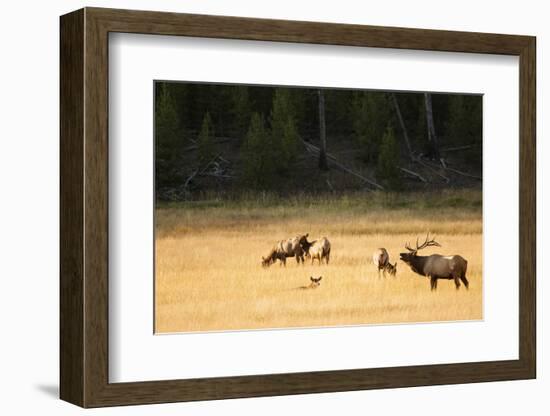 Wyoming, Yellowstone National Park, Bull Elk Bugling-Patrick J. Wall-Framed Photographic Print