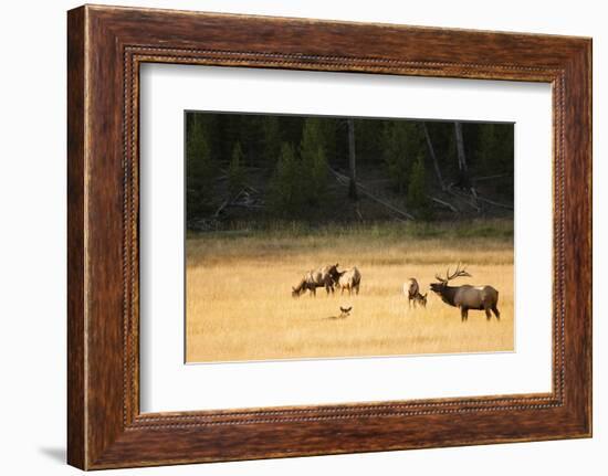 Wyoming, Yellowstone National Park, Bull Elk Bugling-Patrick J. Wall-Framed Photographic Print