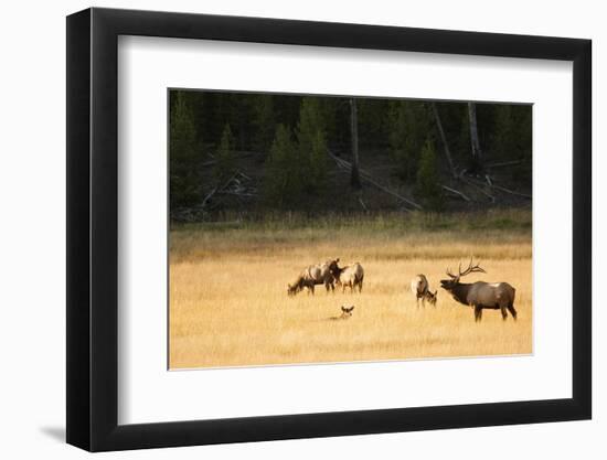 Wyoming, Yellowstone National Park, Bull Elk Bugling-Patrick J. Wall-Framed Photographic Print