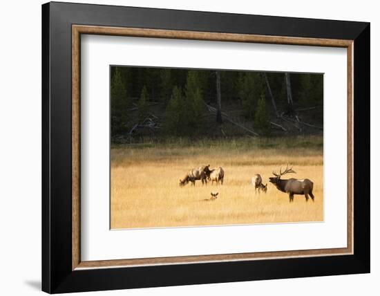 Wyoming, Yellowstone National Park, Bull Elk Bugling-Patrick J. Wall-Framed Photographic Print