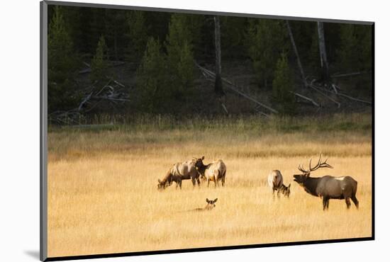 Wyoming, Yellowstone National Park, Bull Elk Bugling-Patrick J. Wall-Mounted Photographic Print