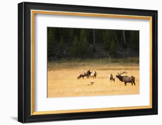 Wyoming, Yellowstone National Park, Bull Elk Bugling-Patrick J. Wall-Framed Photographic Print