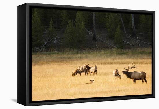 Wyoming, Yellowstone National Park, Bull Elk Bugling-Patrick J. Wall-Framed Premier Image Canvas