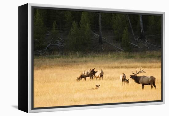 Wyoming, Yellowstone National Park, Bull Elk Bugling-Patrick J. Wall-Framed Premier Image Canvas