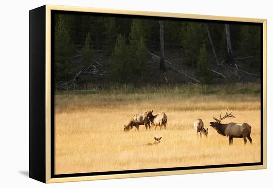 Wyoming, Yellowstone National Park, Bull Elk Bugling-Patrick J. Wall-Framed Premier Image Canvas