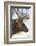 Wyoming, Yellowstone National Park. Bull Elk Detail Near Mammoth-Judith Zimmerman-Framed Photographic Print