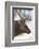 Wyoming, Yellowstone National Park. Bull Elk Detail Near Mammoth-Judith Zimmerman-Framed Photographic Print