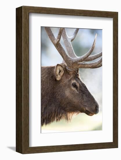 Wyoming, Yellowstone National Park. Bull Elk Detail Near Mammoth-Judith Zimmerman-Framed Photographic Print