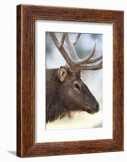 Wyoming, Yellowstone National Park. Bull Elk Detail Near Mammoth-Judith Zimmerman-Framed Photographic Print