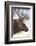 Wyoming, Yellowstone National Park. Bull Elk Detail Near Mammoth-Judith Zimmerman-Framed Photographic Print