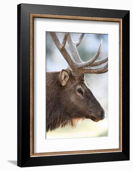 Wyoming, Yellowstone National Park. Bull Elk Detail Near Mammoth-Judith Zimmerman-Framed Photographic Print