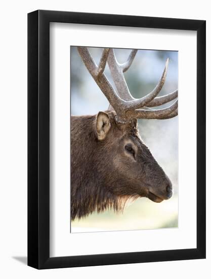 Wyoming, Yellowstone National Park. Bull Elk Detail Near Mammoth-Judith Zimmerman-Framed Photographic Print