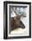 Wyoming, Yellowstone National Park. Bull Elk Detail Near Mammoth-Judith Zimmerman-Framed Photographic Print