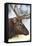 Wyoming, Yellowstone National Park. Bull Elk Detail Near Mammoth-Judith Zimmerman-Framed Premier Image Canvas