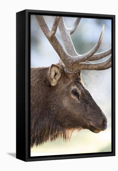 Wyoming, Yellowstone National Park. Bull Elk Detail Near Mammoth-Judith Zimmerman-Framed Premier Image Canvas