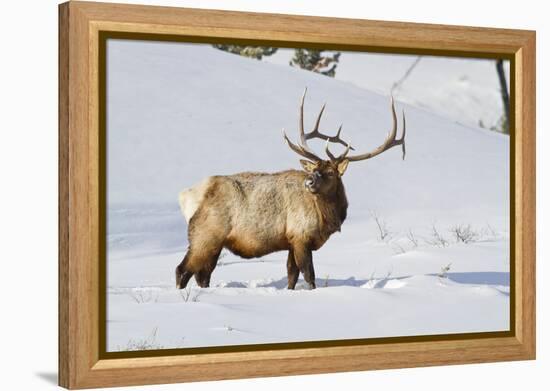 Wyoming, Yellowstone National Park, Bull Elk Foraging Through Snowpack-Elizabeth Boehm-Framed Premier Image Canvas