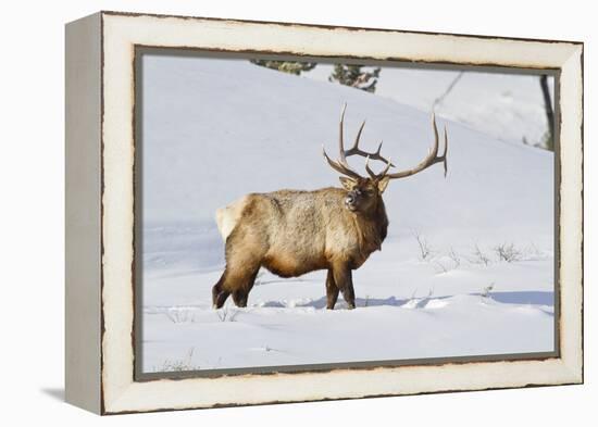 Wyoming, Yellowstone National Park, Bull Elk Foraging Through Snowpack-Elizabeth Boehm-Framed Premier Image Canvas