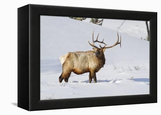 Wyoming, Yellowstone National Park, Bull Elk Foraging Through Snowpack-Elizabeth Boehm-Framed Premier Image Canvas