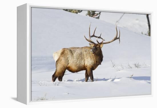 Wyoming, Yellowstone National Park, Bull Elk Foraging Through Snowpack-Elizabeth Boehm-Framed Premier Image Canvas