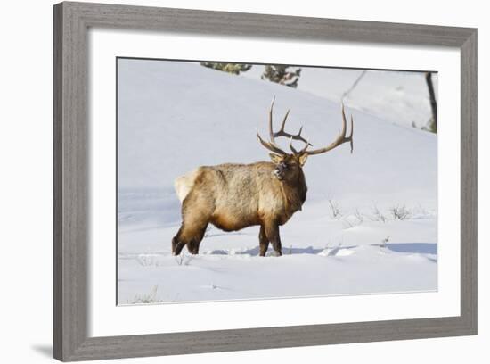 Wyoming, Yellowstone National Park, Bull Elk Foraging Through Snowpack-Elizabeth Boehm-Framed Photographic Print