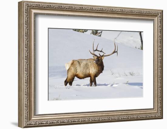 Wyoming, Yellowstone National Park, Bull Elk Foraging Through Snowpack-Elizabeth Boehm-Framed Photographic Print