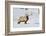 Wyoming, Yellowstone National Park, Bull Elk Foraging Through Snowpack-Elizabeth Boehm-Framed Photographic Print