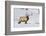 Wyoming, Yellowstone National Park, Bull Elk Foraging Through Snowpack-Elizabeth Boehm-Framed Photographic Print