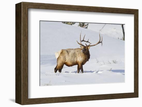 Wyoming, Yellowstone National Park, Bull Elk Foraging Through Snowpack-Elizabeth Boehm-Framed Photographic Print