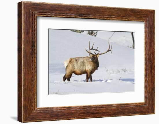 Wyoming, Yellowstone National Park, Bull Elk Foraging Through Snowpack-Elizabeth Boehm-Framed Photographic Print