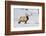 Wyoming, Yellowstone National Park, Bull Elk Foraging Through Snowpack-Elizabeth Boehm-Framed Photographic Print