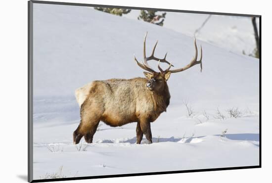 Wyoming, Yellowstone National Park, Bull Elk Foraging Through Snowpack-Elizabeth Boehm-Mounted Photographic Print
