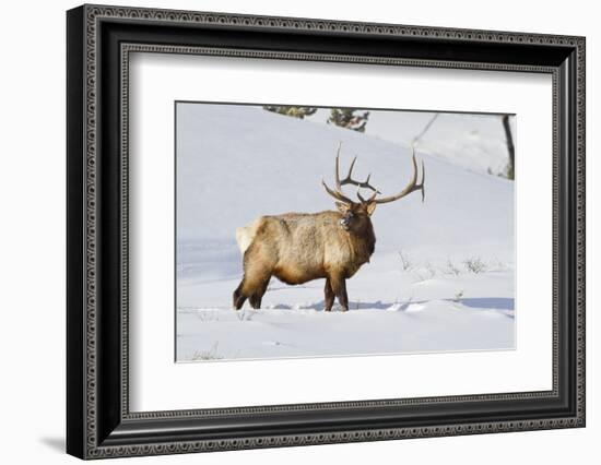 Wyoming, Yellowstone National Park, Bull Elk Foraging Through Snowpack-Elizabeth Boehm-Framed Photographic Print