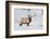 Wyoming, Yellowstone National Park, Bull Elk Foraging Through Snowpack-Elizabeth Boehm-Framed Photographic Print