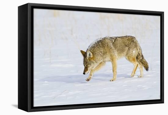 Wyoming, Yellowstone National Park, Coyote Hunting on Snowpack-Elizabeth Boehm-Framed Premier Image Canvas