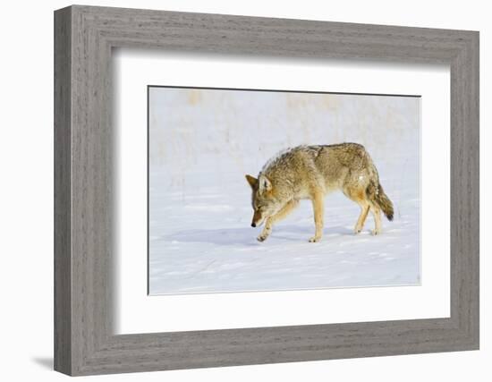 Wyoming, Yellowstone National Park, Coyote Hunting on Snowpack-Elizabeth Boehm-Framed Photographic Print