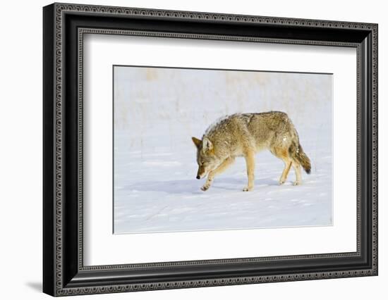 Wyoming, Yellowstone National Park, Coyote Hunting on Snowpack-Elizabeth Boehm-Framed Photographic Print