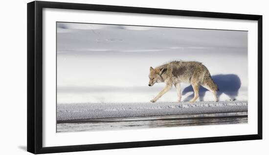Wyoming, Yellowstone National Park, Coyote Walking Along Madison River-Elizabeth Boehm-Framed Photographic Print