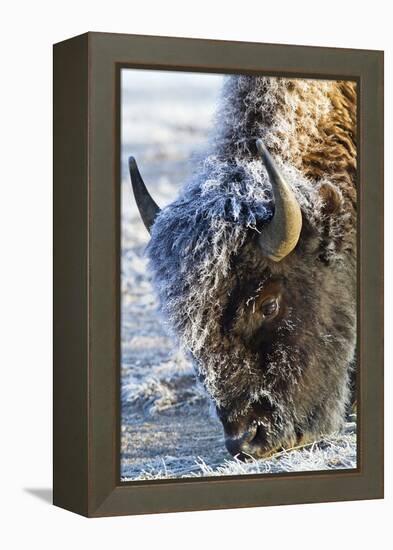 Wyoming, Yellowstone National Park, Frost Covered Bison Cow in Geyser Basin-Elizabeth Boehm-Framed Premier Image Canvas