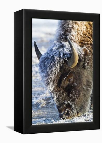 Wyoming, Yellowstone National Park, Frost Covered Bison Cow in Geyser Basin-Elizabeth Boehm-Framed Premier Image Canvas