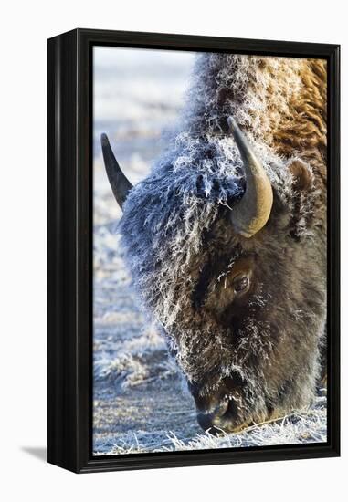 Wyoming, Yellowstone National Park, Frost Covered Bison Cow in Geyser Basin-Elizabeth Boehm-Framed Premier Image Canvas