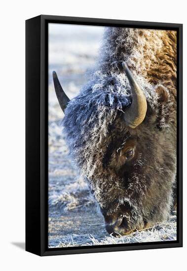 Wyoming, Yellowstone National Park, Frost Covered Bison Cow in Geyser Basin-Elizabeth Boehm-Framed Premier Image Canvas