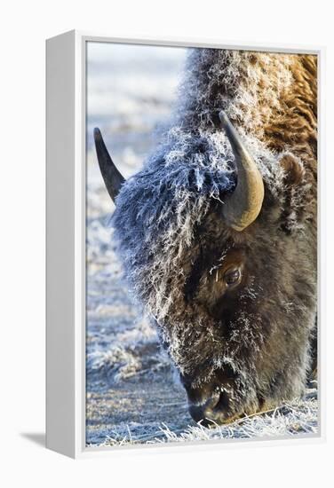Wyoming, Yellowstone National Park, Frost Covered Bison Cow in Geyser Basin-Elizabeth Boehm-Framed Premier Image Canvas