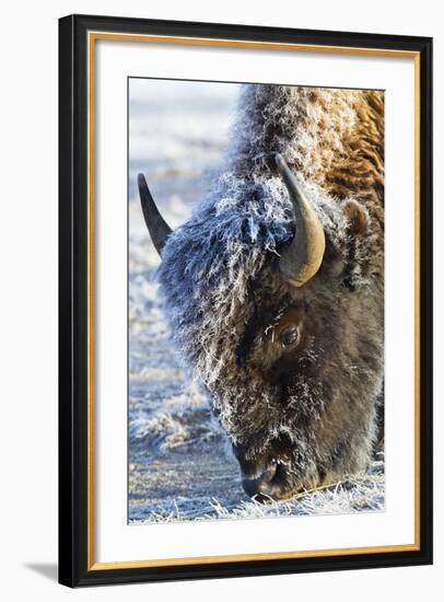 Wyoming, Yellowstone National Park, Frost Covered Bison Cow in Geyser Basin-Elizabeth Boehm-Framed Photographic Print