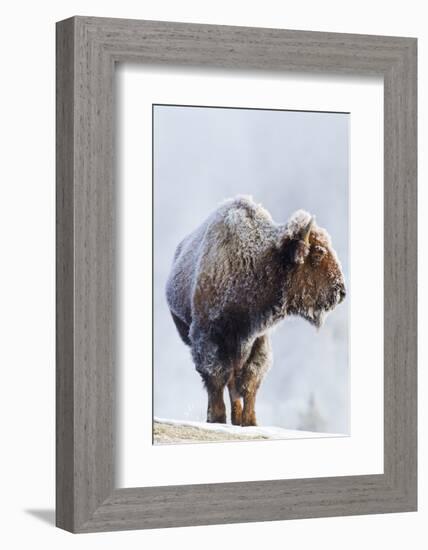 Wyoming, Yellowstone National Park, Frost Covered Bison Cow in Geyser Basin-Elizabeth Boehm-Framed Photographic Print