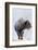 Wyoming, Yellowstone National Park, Frost Covered Bison Cow in Geyser Basin-Elizabeth Boehm-Framed Photographic Print