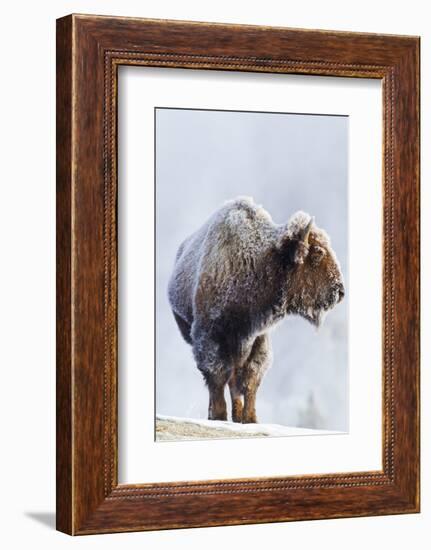 Wyoming, Yellowstone National Park, Frost Covered Bison Cow in Geyser Basin-Elizabeth Boehm-Framed Photographic Print