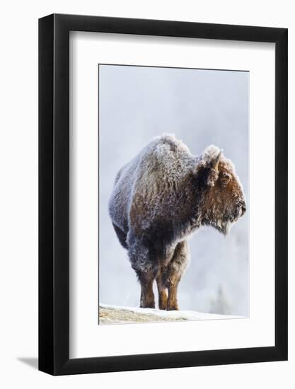 Wyoming, Yellowstone National Park, Frost Covered Bison Cow in Geyser Basin-Elizabeth Boehm-Framed Photographic Print