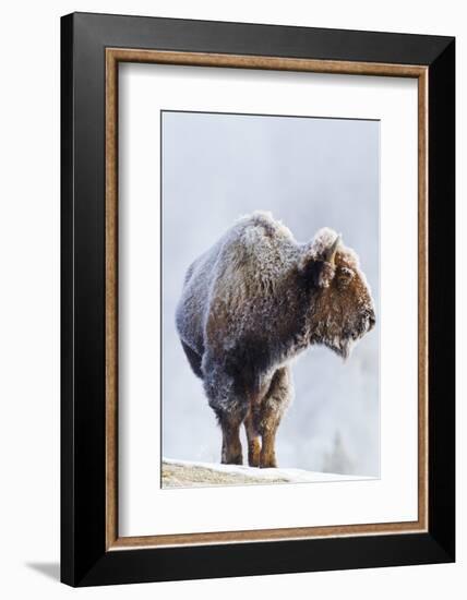 Wyoming, Yellowstone National Park, Frost Covered Bison Cow in Geyser Basin-Elizabeth Boehm-Framed Photographic Print